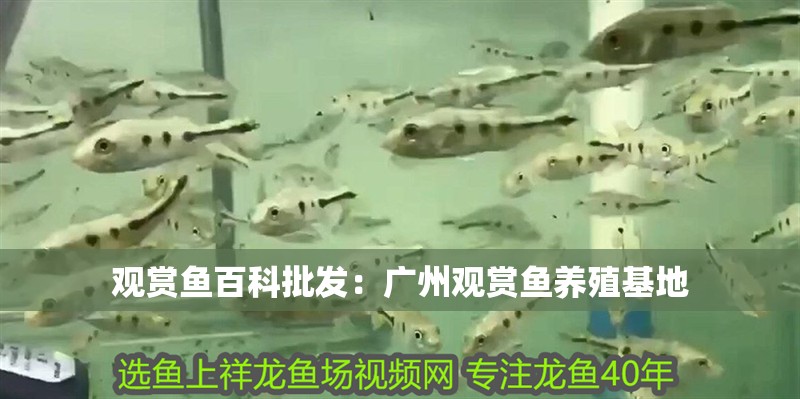 觀賞魚百科批發(fā)：廣州觀賞魚養(yǎng)殖基地 觀賞魚百科批發(fā)：廣州觀賞魚養(yǎng)殖基地 龍魚百科