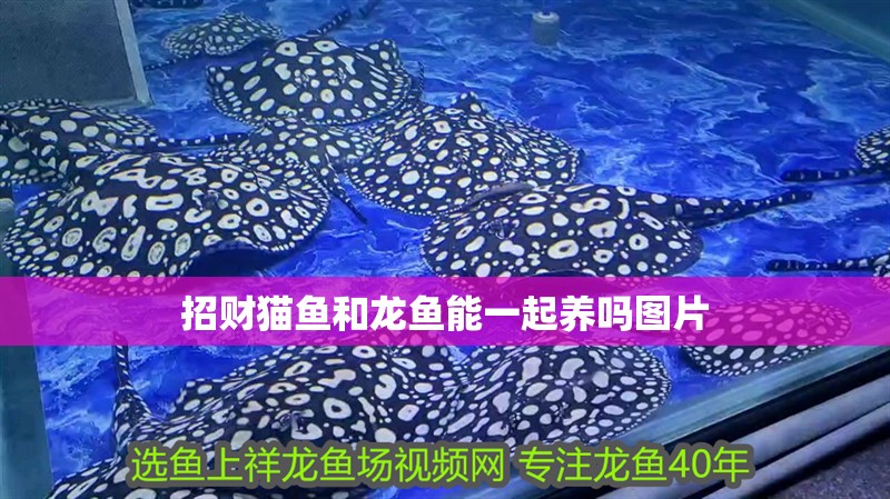招財貓魚和龍魚能一起養嗎圖片