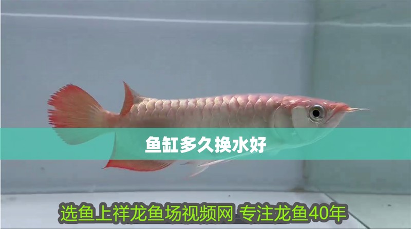 魚缸多久換水好