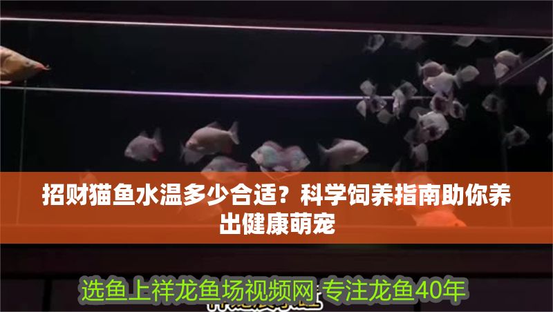 招財貓魚水溫多少合適？科學飼養指南助你養出健康萌寵 招財貓魚水溫多少合適？科學飼養指南助你養出健康萌寵 龍魚百科 第1張
