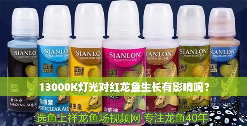 13000K燈光對紅龍魚生長有影響嗎？