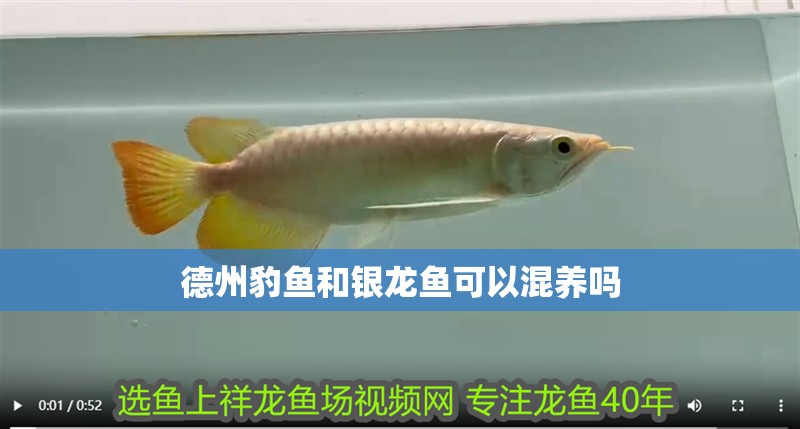 <strong><mark>德州</mark></strong>豹魚和銀龍魚可以混養嗎