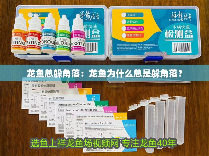 龍魚(yú)總躲角落：龍魚(yú)為什么總是躲角落？ 龍魚(yú)總躲角落：龍魚(yú)為什么總是躲角落？ 龍魚(yú)百科