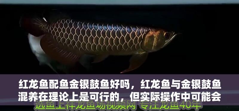 紅龍魚配魚金銀鼓魚好嗎，紅龍魚與金銀鼓魚混養在理論上是可行的，但實際操作中可能會遇到挑戰