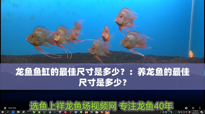 龍魚干蝦有營養嗎 龍魚魚缸的最佳尺寸是多少?:養龍魚的最佳尺寸是多少? 魚缸百科 龍魚魚缸的最佳尺寸是多少?:養龍魚的最佳尺寸是多少? 龍魚魚缸的最佳尺寸是多少?:養龍魚的最佳尺寸是多少? 魚缸百科