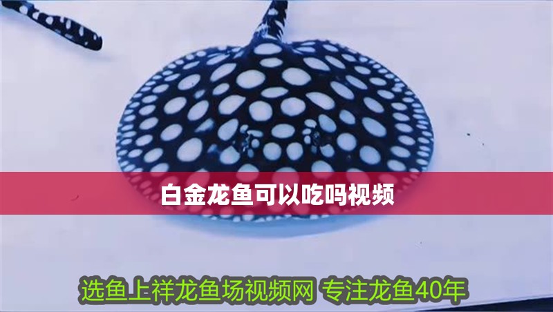 白金龍魚可以吃嗎視頻