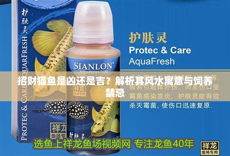 招財貓魚是兇還是吉？解析其風水寓意與飼養禁忌