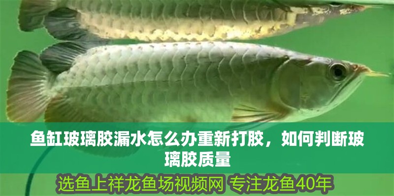 魚缸玻璃膠漏水怎么辦重新打膠，如何判斷玻璃膠質量