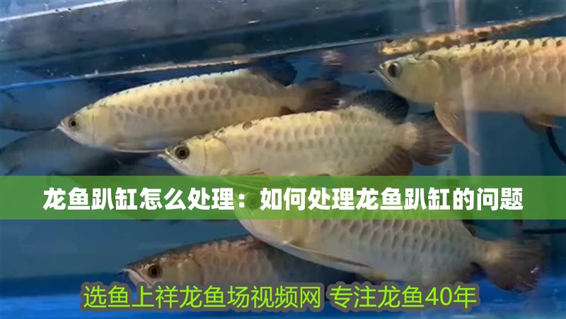龍魚趴缸怎么處理：如何處理龍魚趴缸的問題 龍魚趴缸怎么處理：如何處理龍魚趴缸的問題 龍魚百科