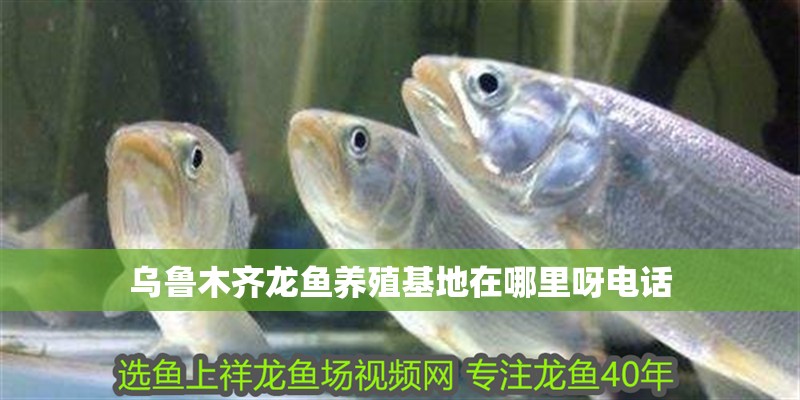 烏魯木齊龍魚(yú)養(yǎng)殖基地在哪里呀電話 烏魯木齊龍魚(yú)養(yǎng)殖基地在哪里呀電話 龍魚(yú)百科