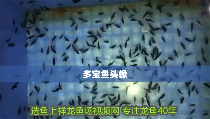 多寶魚頭像 多寶魚頭像 龍魚論壇