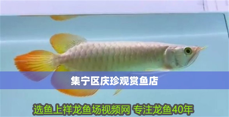 集寧區(qū)慶珍觀賞魚店