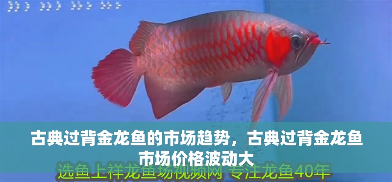 古典過背金龍魚的市場趨勢，古典過背金龍魚市場價格波動大