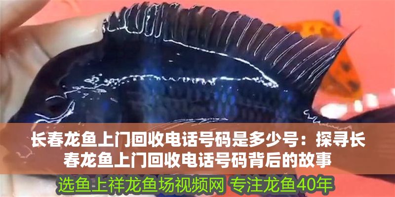 長春龍魚上門回收電話號碼是多少號：探尋長春龍魚上門回收電話號碼背后的故事
