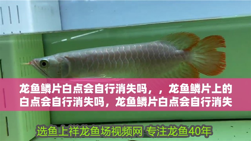 龍魚鱗片白點會自行消失嗎，，龍魚鱗片上的白點會自行消失嗎，龍魚鱗片白點會自行消失嗎