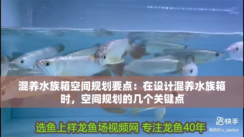 混養水族箱空間規劃要點：在設計混養水族箱時，空間規劃的幾個關鍵點