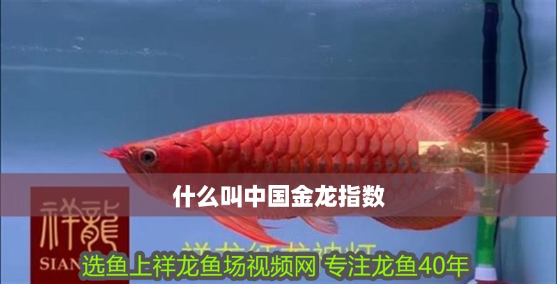 什么叫中國金龍指數(shù)