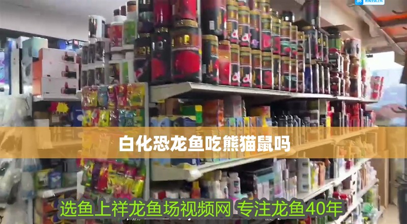 白化恐龍魚吃熊貓鼠嗎