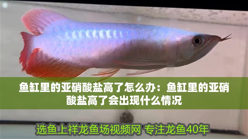 魚缸里的亞硝酸鹽高了怎么辦：魚缸里的亞硝酸鹽高了會出現(xiàn)什么情況