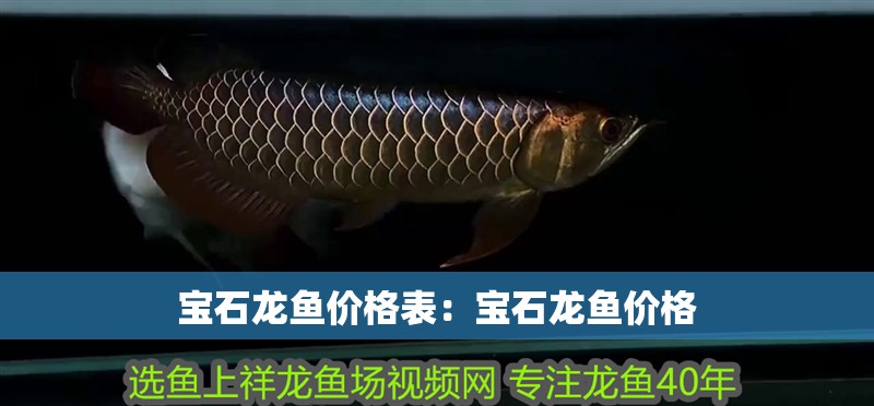 寶石龍魚價格表：寶石龍魚價格