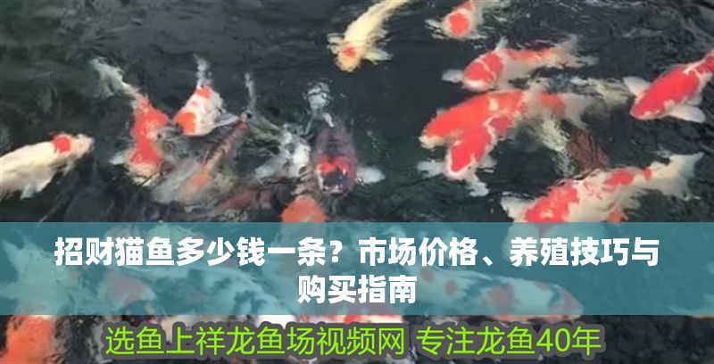 招財貓魚多少錢一條?市場價格、養殖技巧與購買指南 龍魚百科 第1張 招財貓魚多少錢一條?市場價格、養殖技巧與購買指南 招財貓魚多少錢一條?市場價格、養殖技巧與購買指南 龍魚百科 第1張