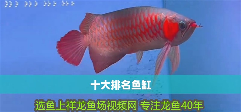 十大排名魚缸