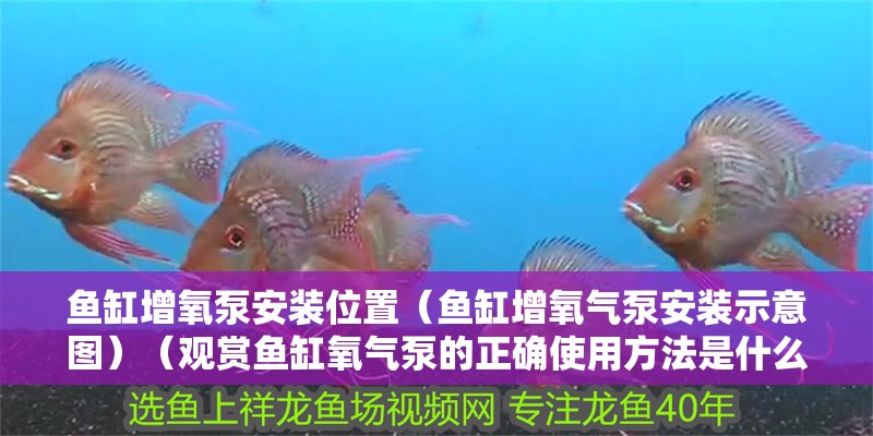 魚缸增氧泵安裝位置（魚缸增氧氣泵安裝示意圖）（觀賞魚缸氧氣泵的正確使用方法是什么，魚缸氧泵安裝方法）
