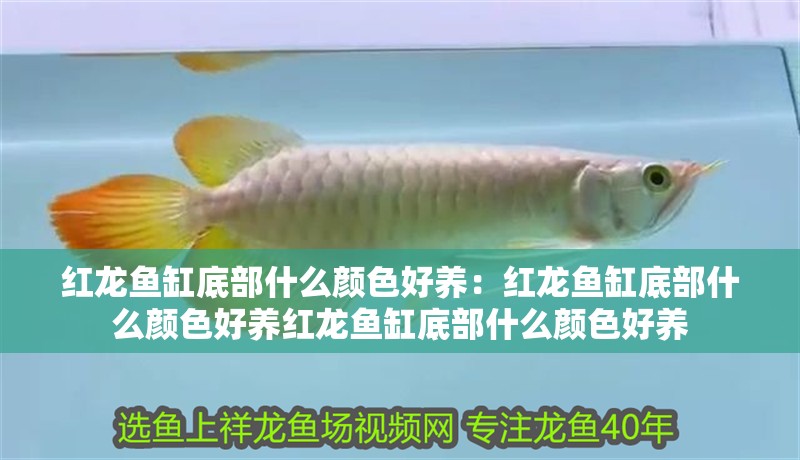 紅龍魚缸底部什么顏色好養：紅龍魚缸底部什么顏色好養紅龍魚缸底部什么顏色好養