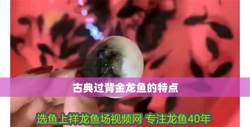 古典過背金龍魚的特點(diǎn) 古典過背金龍魚的特點(diǎn) 龍魚論壇