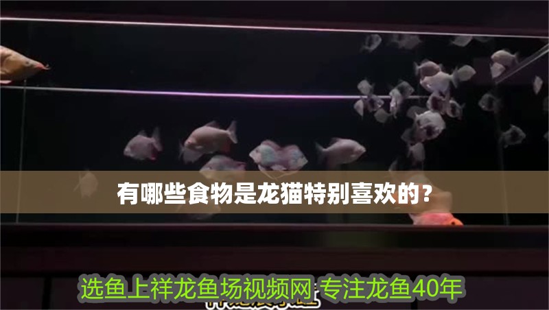 有哪些食物是龍貓?zhí)貏e喜歡的？