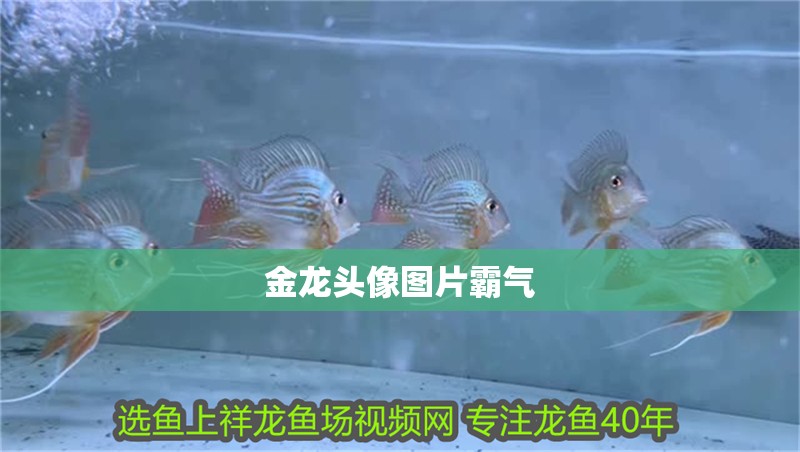 金龍頭像圖片霸氣