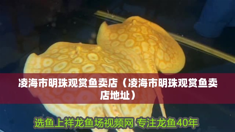 凌海市明珠觀賞魚賣店（凌海市明珠觀賞魚賣店地址）