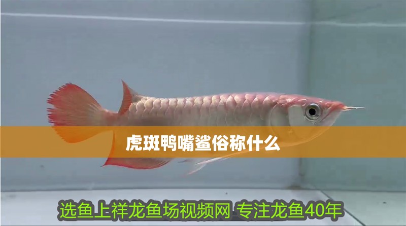 虎斑鴨嘴鯊俗稱(chēng)什么