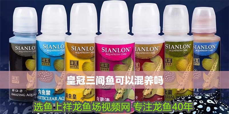 皇冠三間魚可以混養嗎 皇冠三間魚可以混養嗎 龍魚論壇