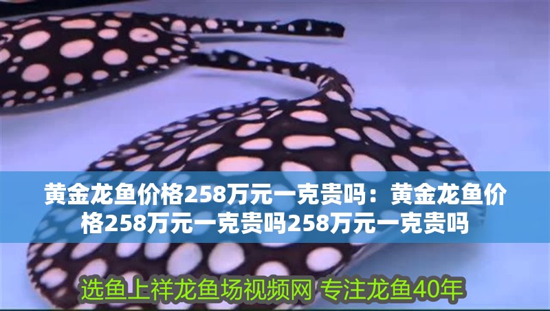 黃金龍魚價格258萬元一克貴嗎：黃金龍魚價格258萬元一克貴嗎258萬元一克貴嗎