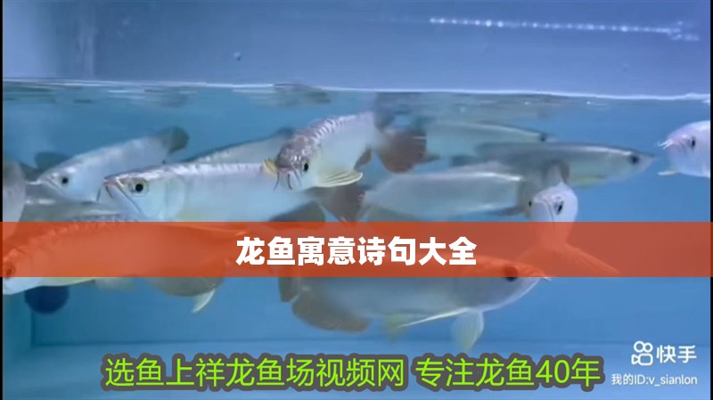 龍魚寓意詩句大全