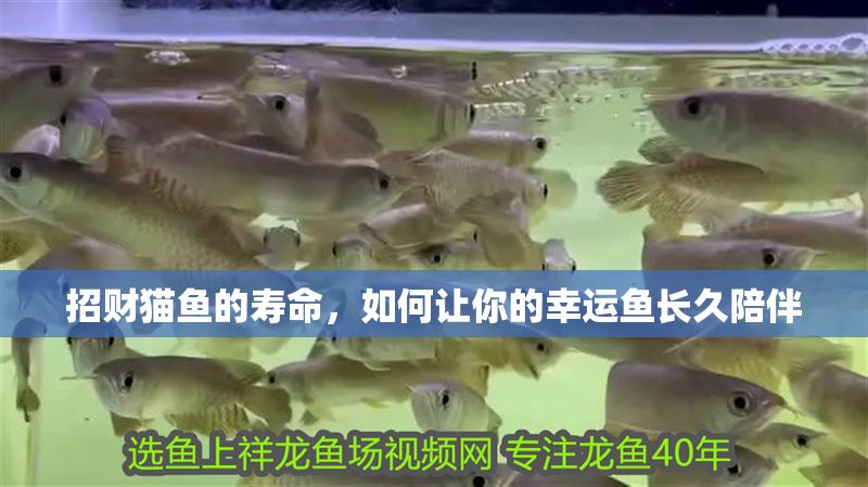 招財貓魚的壽命，如何讓你的幸運(yùn)魚長久陪伴