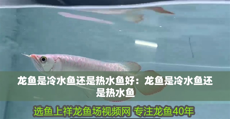 龍魚是冷水魚還是熱水魚好：龍魚是冷水魚還是熱水魚