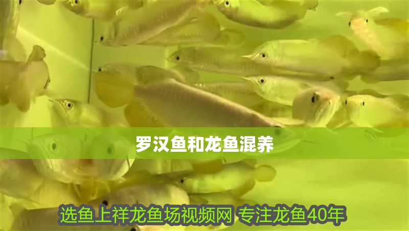 羅漢魚和龍魚混養(yǎng)