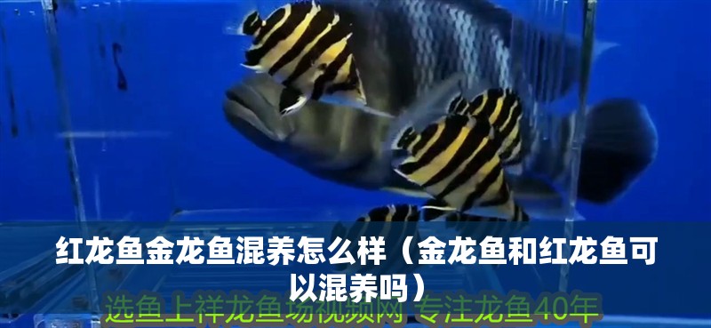 紅龍魚金龍魚混養怎么樣（金龍魚和紅龍魚可以混養嗎）