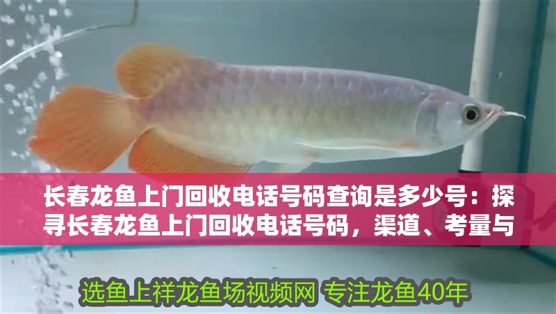 長春龍魚上門回收電話號碼查詢是多少號：探尋長春龍魚上門回收電話號碼，渠道、考量與注意事項 長春龍魚上門回收電話號碼查詢是多少號：探尋長春龍魚上門回收電話號碼，渠道、考量與注意事項 龍魚百科 第1張