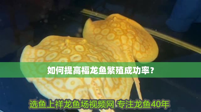 如何提高福龍魚繁殖成功率？