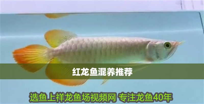 紅龍魚混養推薦