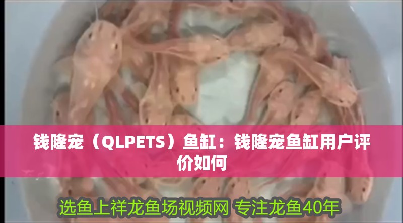 錢隆寵（QLPETS）魚缸：錢隆寵魚缸用戶評(píng)價(jià)如何