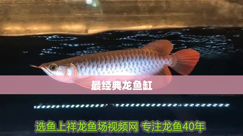 最經典龍魚缸 最經典龍魚缸 龍魚論壇