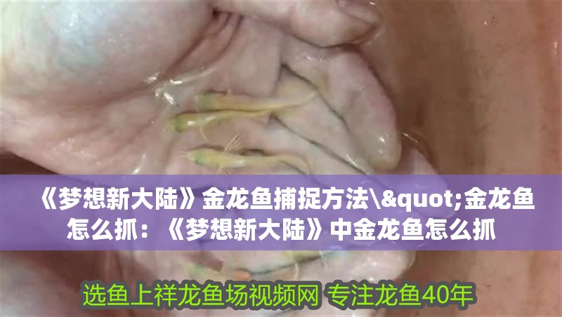 《夢想新大陸》金龍魚捕捉方法\"金龍魚怎么抓：《夢想新大陸》中金龍魚怎么抓