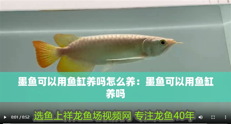 墨魚可以用魚缸養嗎怎么養：墨魚可以用魚缸養嗎 墨魚可以用魚缸養嗎怎么養：墨魚可以用魚缸養嗎 魚缸百科