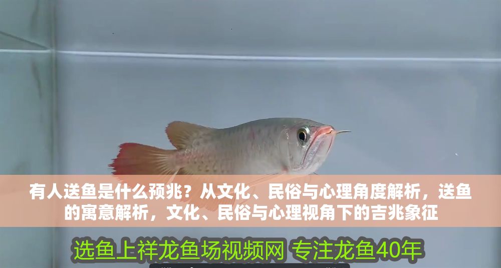 有人送魚是什么預(yù)兆？從文化、民俗與心理角度解析，送魚的寓意解析，文化、民俗與心理視角下的吉兆象征