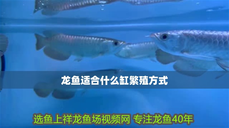 龍魚適合什么缸繁殖方式