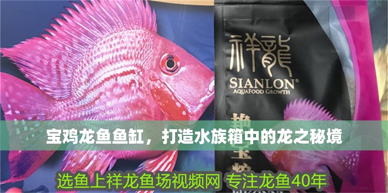 寶雞龍魚魚缸，打造水族箱中的龍之秘境